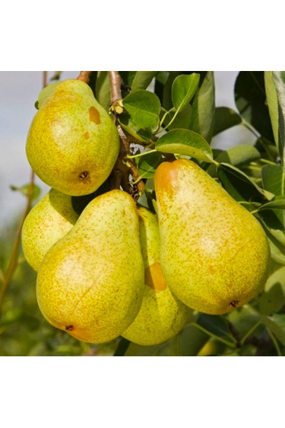 Плоди груші Легенда Карпат на дереві у вересні